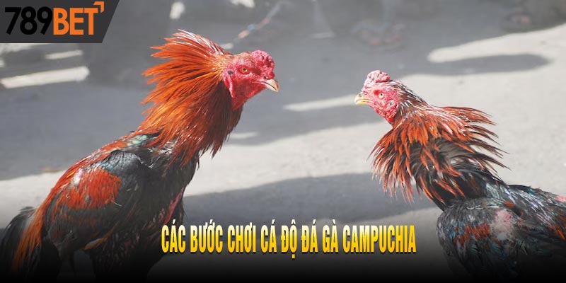 Luật Cá Độ Đá Gà Campuchia Cơ Bản Nhất