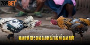 Khám Phá Top 5 Dòng Gà Đòn Đất Bắc Nổi Danh Nhất
